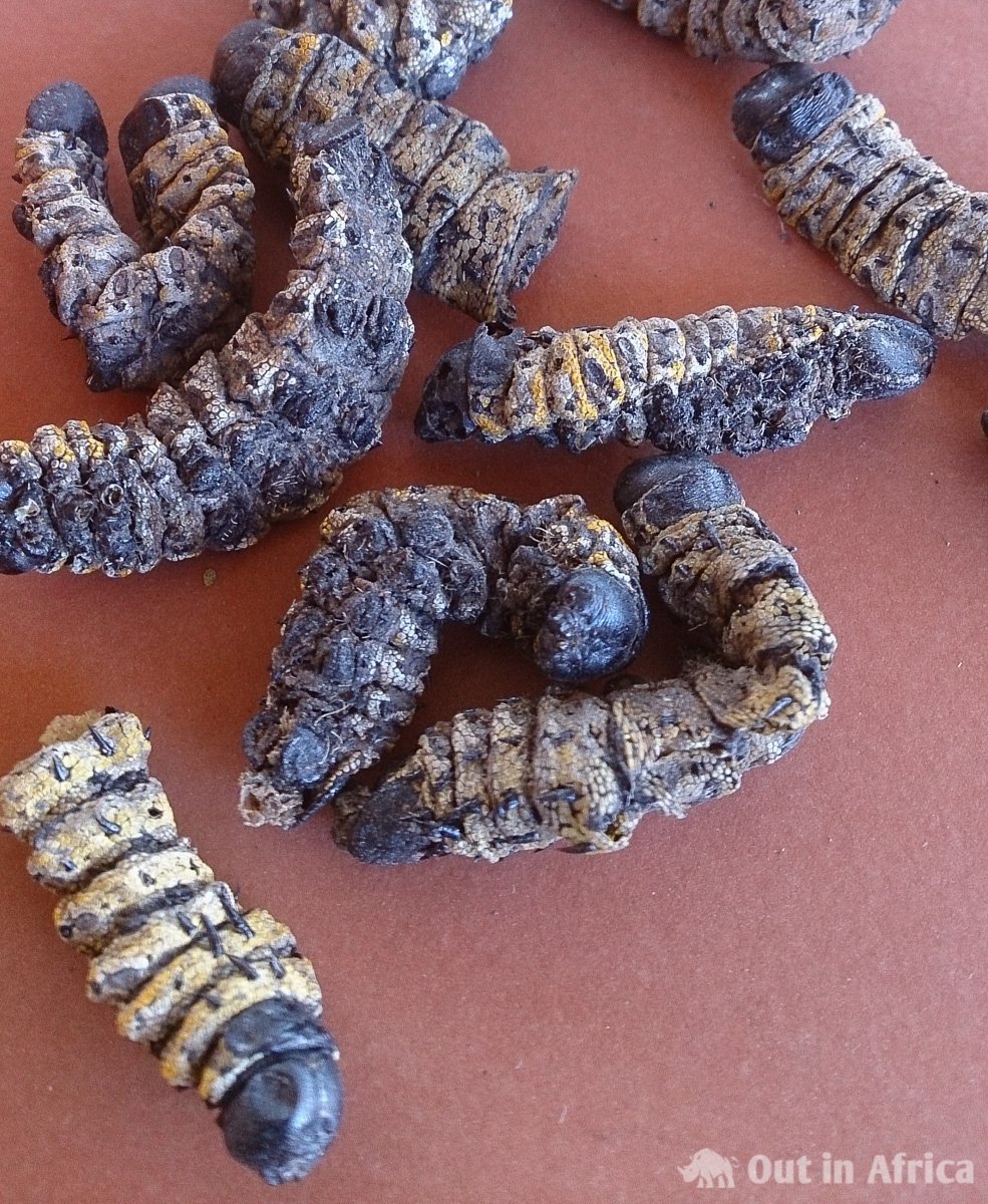 Dried mopane worm
