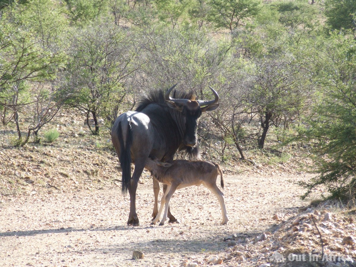 Just born wildebeest baby