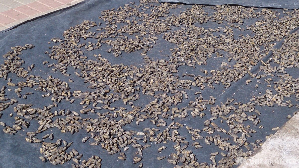 Mopanewürmer zum Trocknen ausgelegt