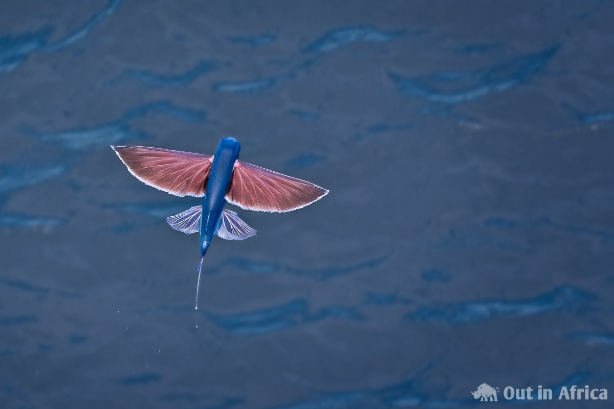 Flying fishes  Out in Africa