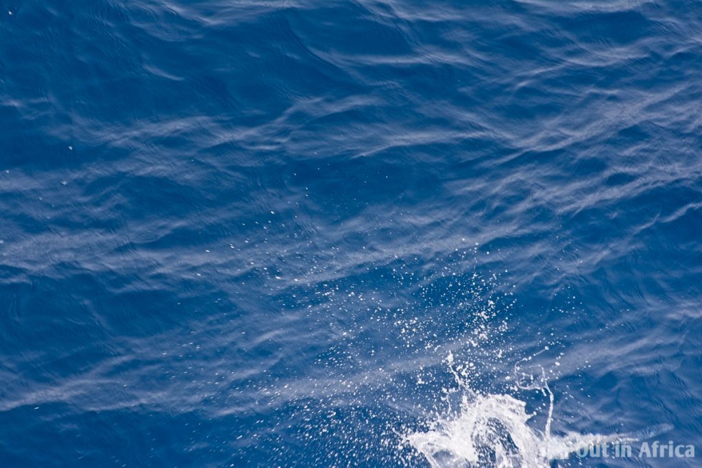 Typical photo of a flying fish