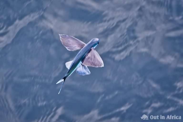 fliegende-fische-out-in-africa