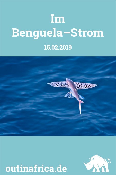 15.02.2019 - Im Benguela-Strom