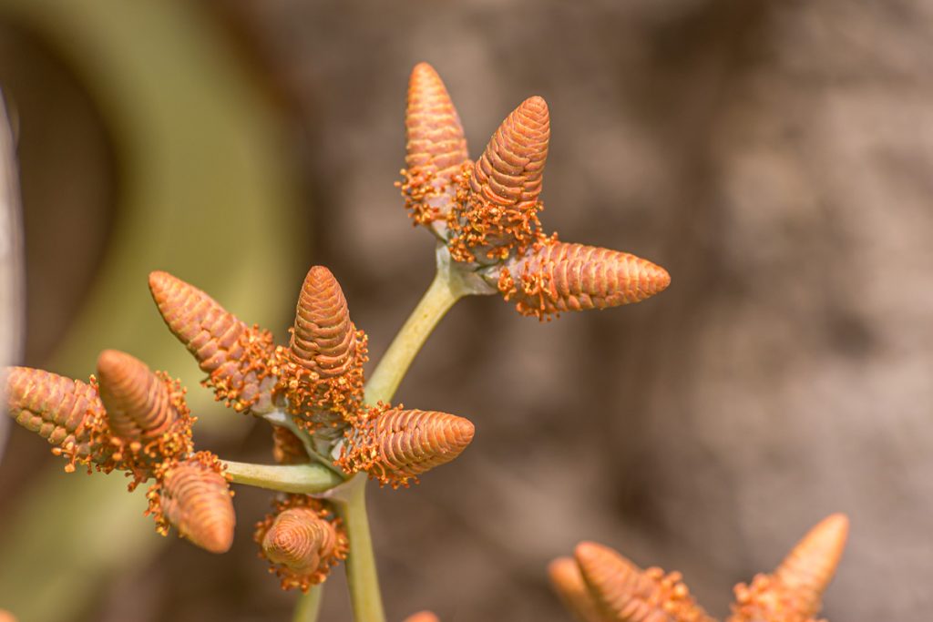 Männliche Zapfen der Welwitschia