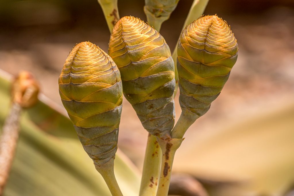 Weibliche Zapfen der Welwitschia
