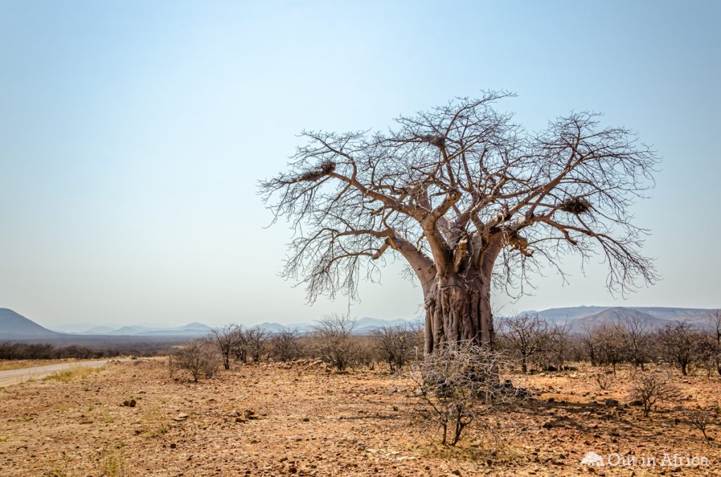 Baobab zwischen Epupa und Opuwo