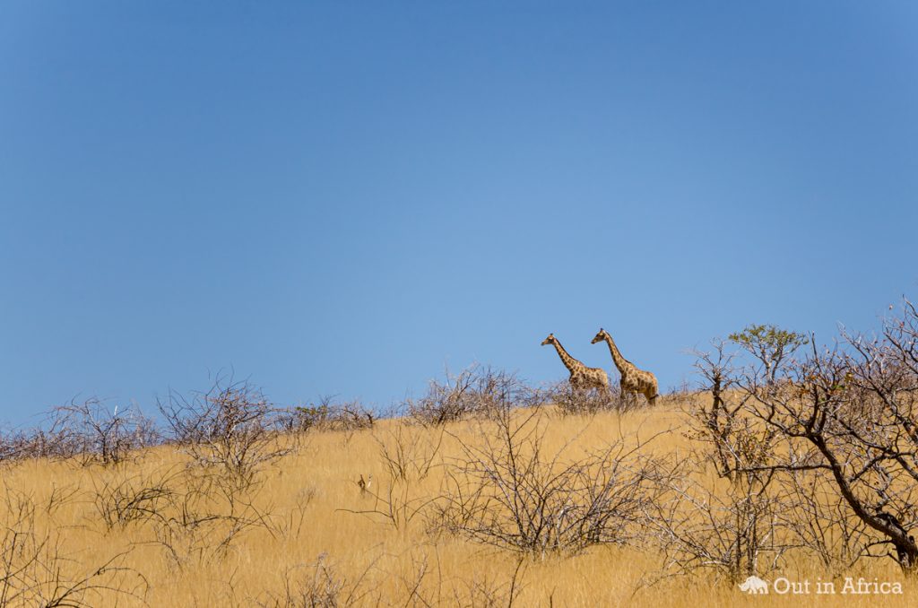Giraffen in der Kleinen Serengeti