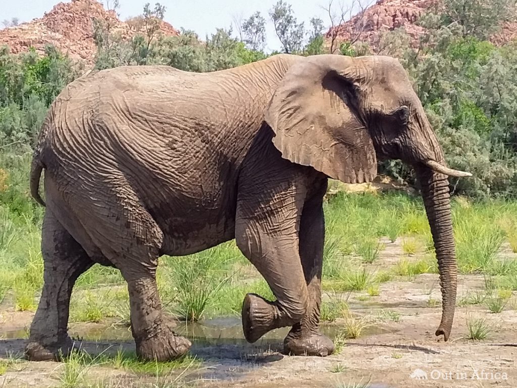 Wüstenelefanten haben besonders breite Füße