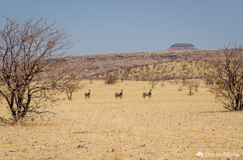 Bergzebras in der Kleinen Serengeti