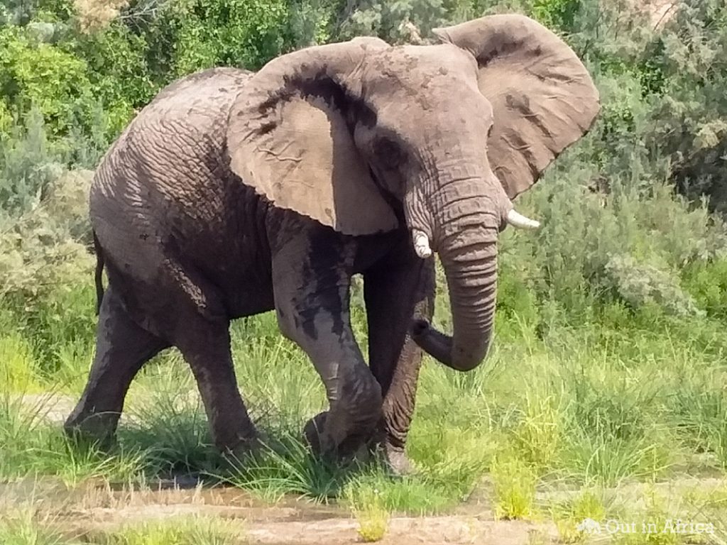 Der Elefant sagt Stopp!