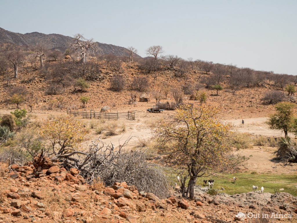 Himbasiedlung unter Baobabs