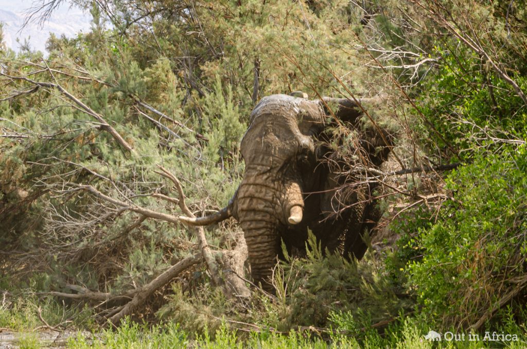 Elefantenbulle mit Sender