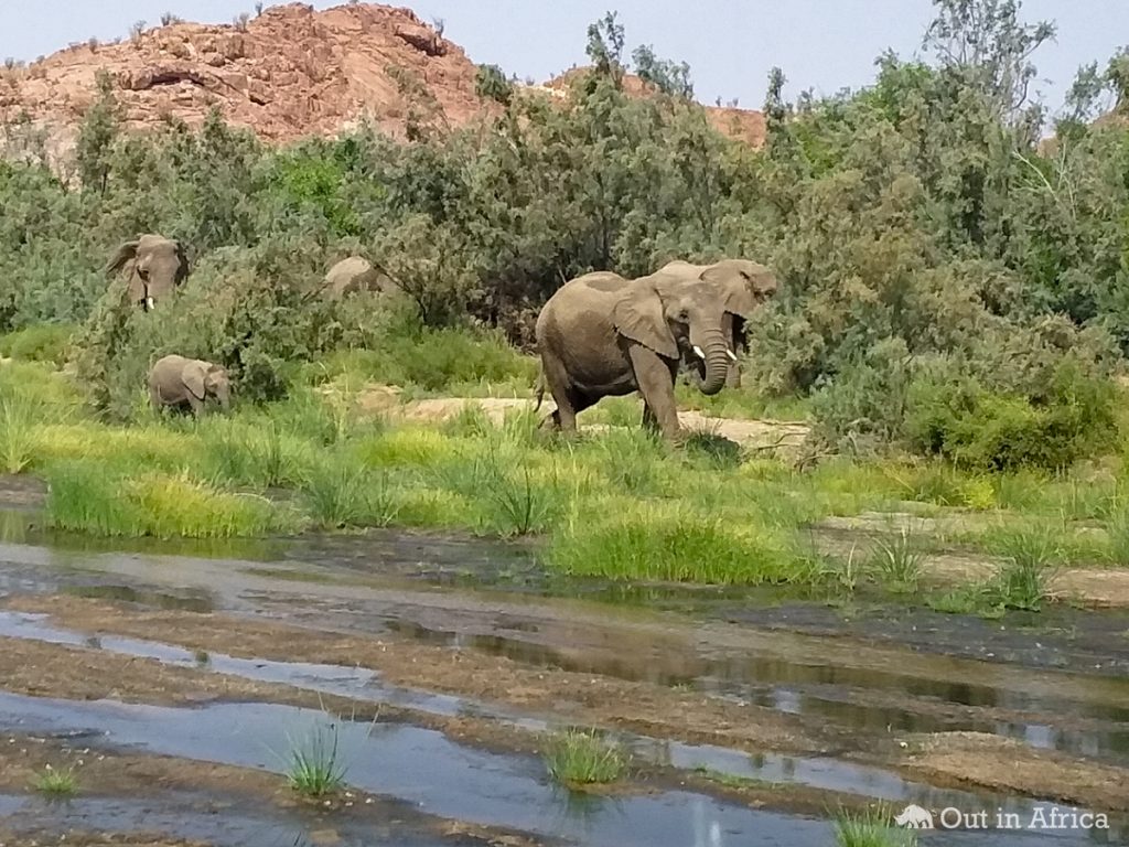 Die andern Elefanten mit Baby hielten lieber etwas Abstand