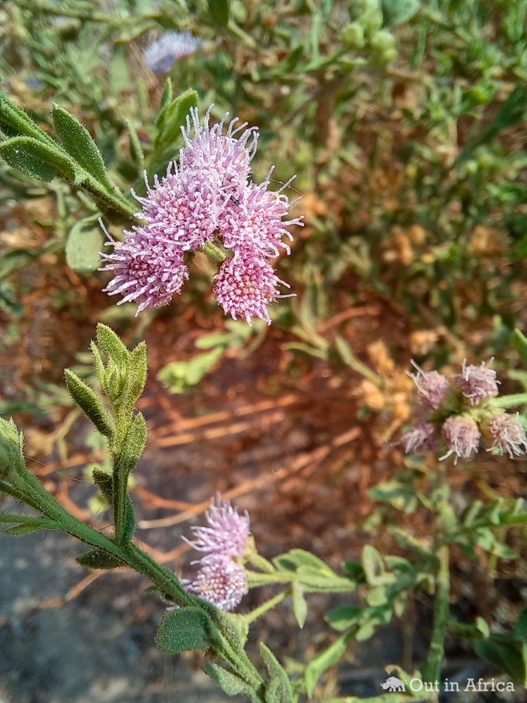 Blumen am Kunene