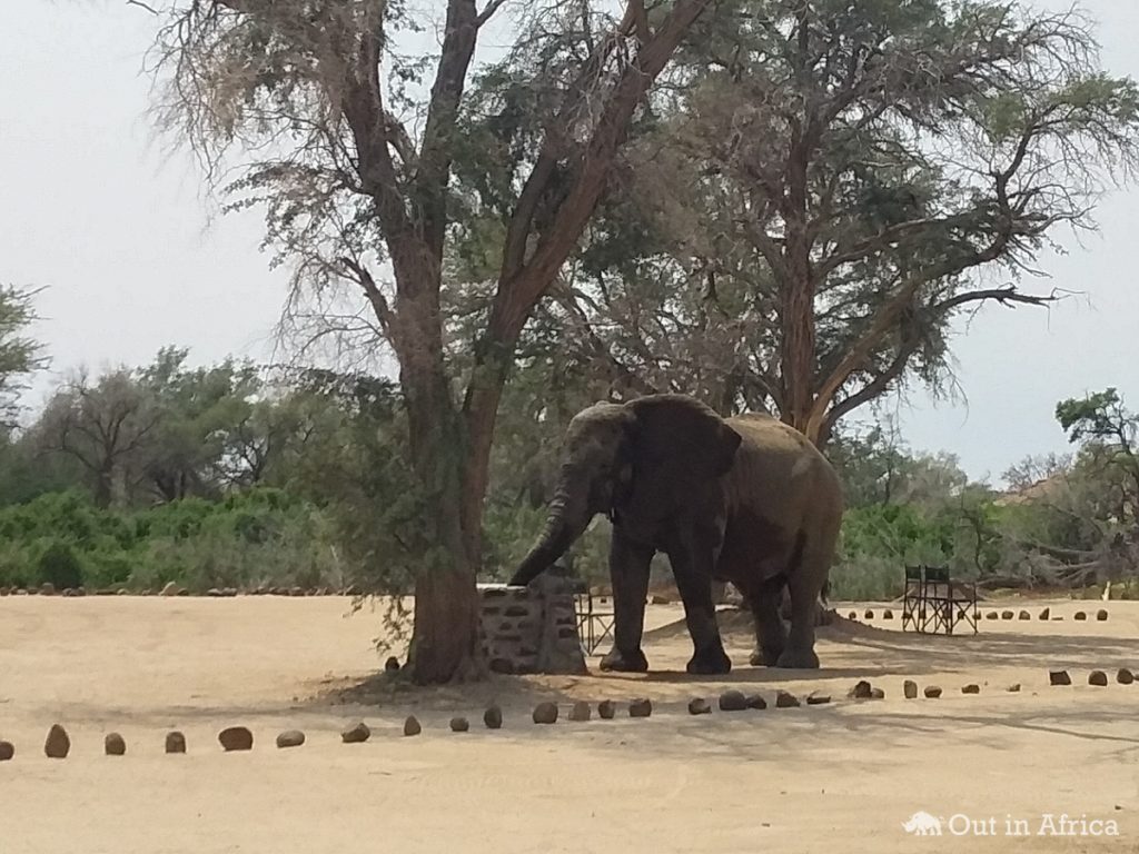 Elefant am Wasserhahn