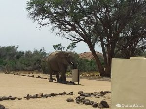 Elefant am Mülleimer