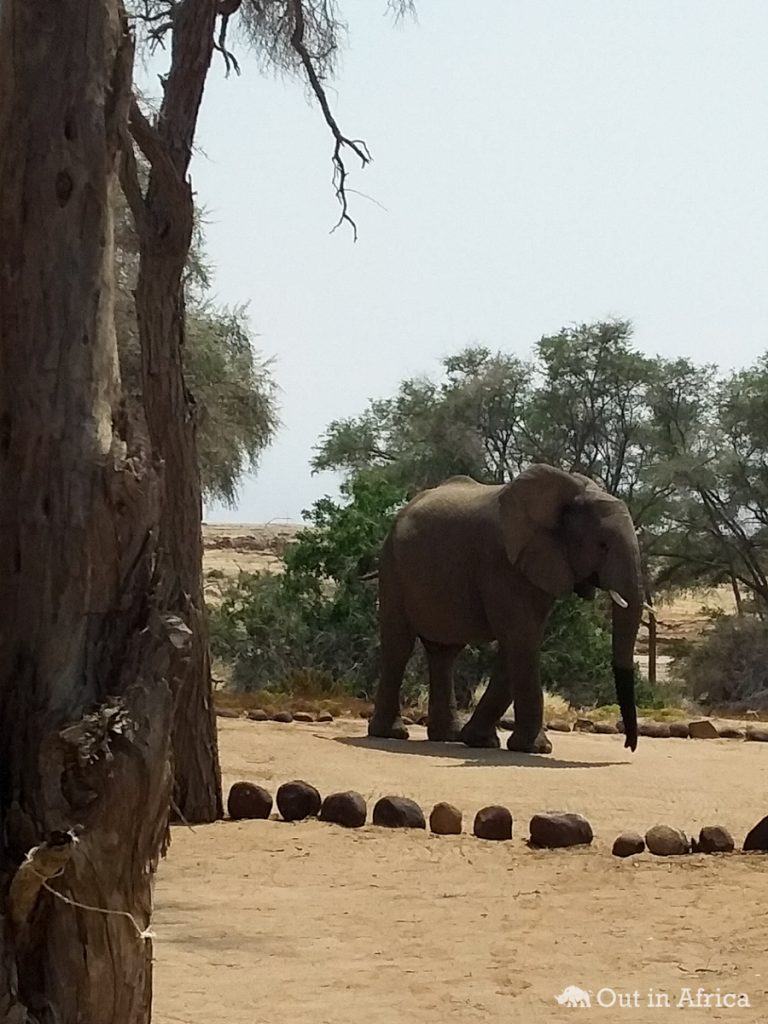 Die Elefanten sind etwa 20 Meter entfernt