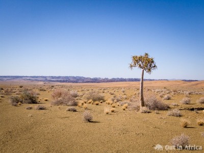 Kokerboom irgendwo auf Aussenkehr Kokerboom Aussenkehr