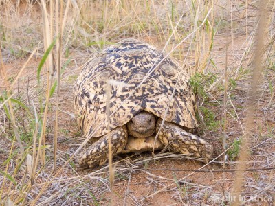 Schildkröte auf Ondaura. Schildkröte