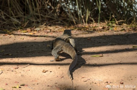 Waran am Kunene Waran am Kunene