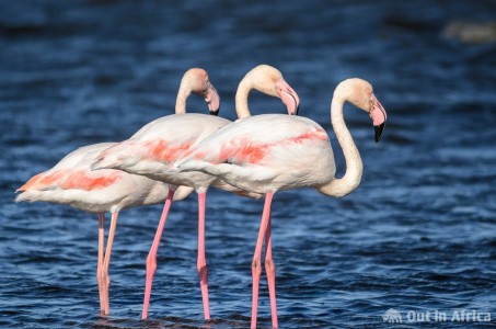 Diese Rosaflamingos haben uns genau im Blick Rosaflamingos