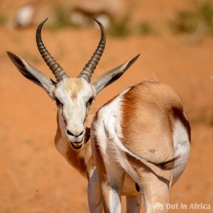 In Etosha stehen Sprinkböcke an jeder Ecke Springbok