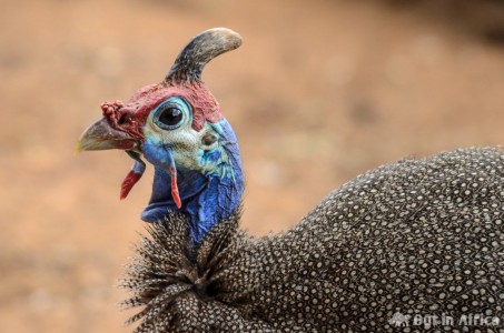 Perlhühner gehören zu den skurrilsten Vögeln Afrikas Helmperlhuhn