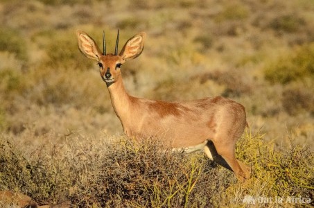 Steinbock in der Tankwa Karoo Steinbock
