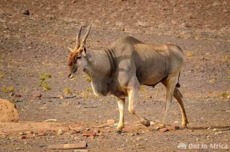 Elands sind die größten Antilopen Elandbulle
