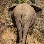 Elefanten gibt es im Krugerpark sehr häufig Afrikanischer Elefant