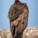 Kappengeier Kappengeier