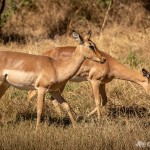 Impalas werden im Krugerpark am häufigsten angetroffen Impala