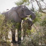 Elefant Afrikanischer Elefant