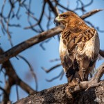 Savannenadler Savannenadler