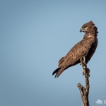 Einfarb-Schlangenadler Einfarb-Schlangenadler