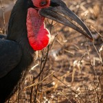 Kaffernhornrabe Kaffernhornrabe