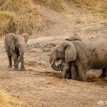 Elefanten graben in trockenen Flussbetten nach Wasser Elefanten