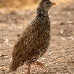 Natalfrankolin Natalfrankolin