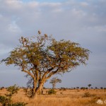 Akazie mit Geiern Akazie mit Geiern