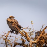 Weißrückengeier Weißrückengeier