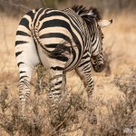 Steppenzebra Steppenzebra