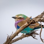 Gabelracke Gabelracke