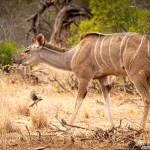 Kudu mit Madenhacker Kudu mit Madenhacker