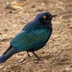 Rotschulter-Glanzstar Rotschulter-Glanzstar