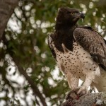 Kampfadler mit Beute Kampfadler mit Beute