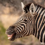 Wieherndes Zebra Zebra