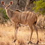 Kudu Kudu