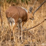 Steinböckchen Steinböckchen