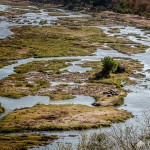 Schlafende Nilpferde Schlafende Nilpferde