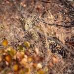 Suchbild mit Leopard Leopard